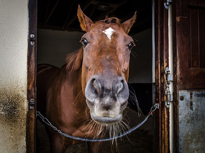 Horse in horsebox